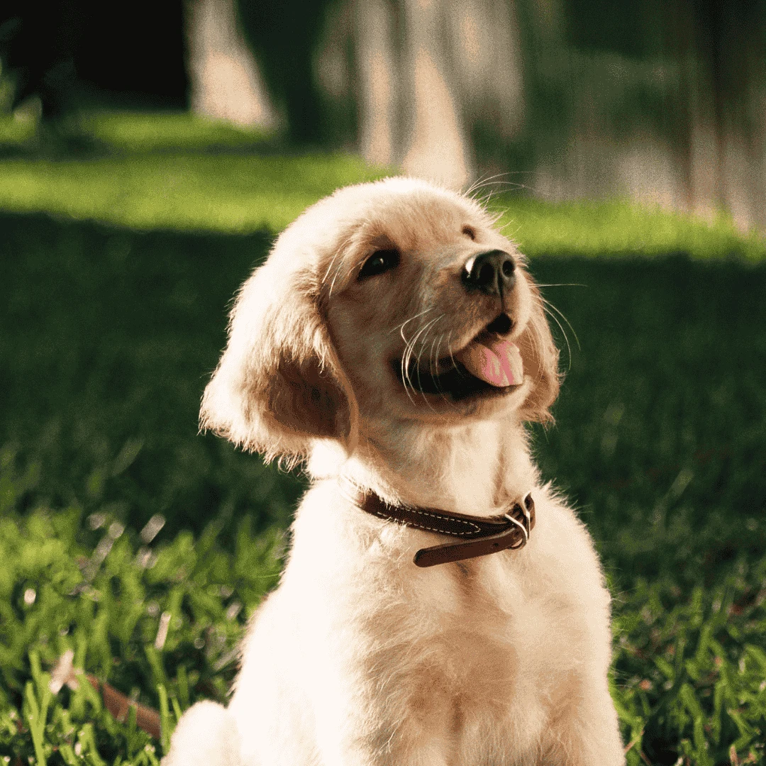 Köpeklerin koku yetenekleri