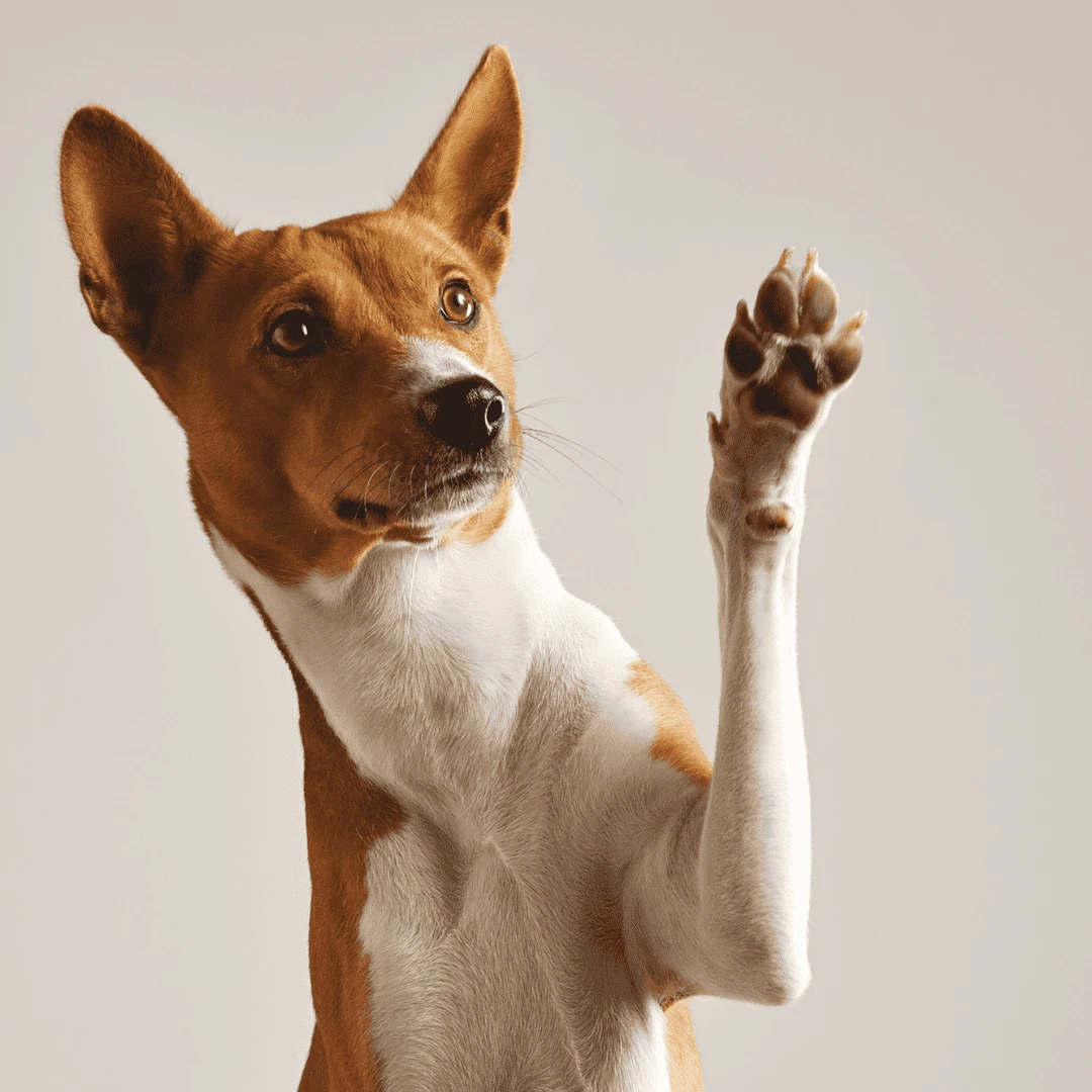 Köpekler terler mi?